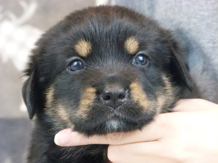 chinook puppy